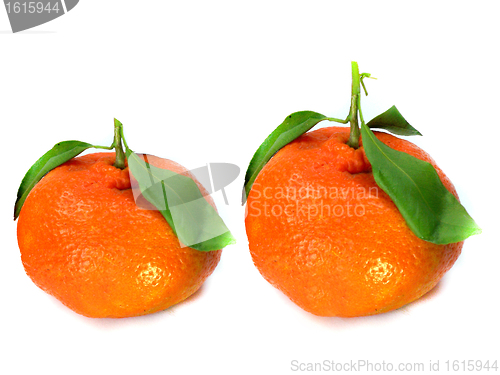 Image of Fresh Tangerine 