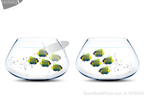 Image of Two groups of angelfish in fishbowls 