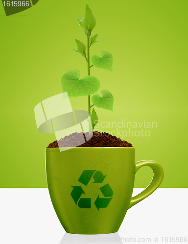 Image of Young plant growing in green mug