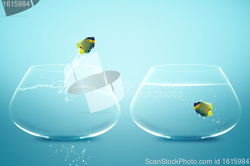 Image of Angelfish jumbing to other bowl