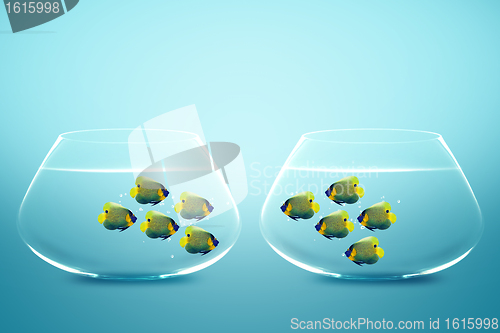 Image of Two groups of angelfish in fishbowls 