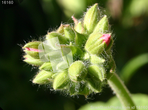 Image of geranium flower head