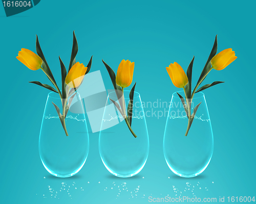 Image of Three Yellow colorful Tulips 