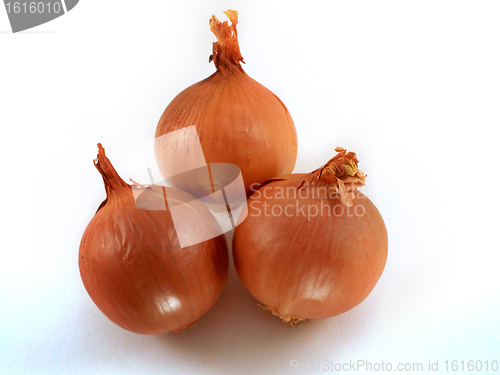 Image of Fresh bulbs of orange 