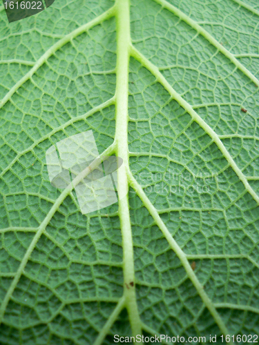 Image of Leaf of a plant close up
