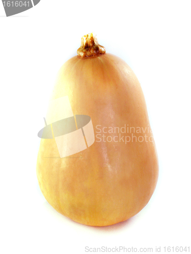 Image of butternut squash
