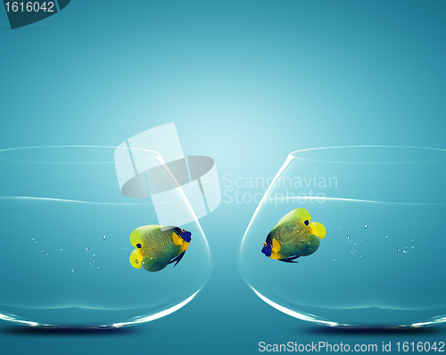 Image of Two Angelfish in Two bowls