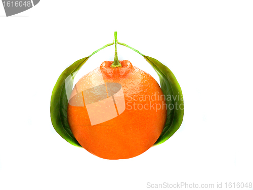 Image of Fresh Orange