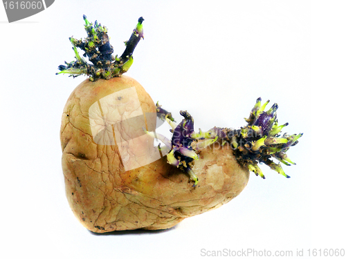 Image of potato sprouts