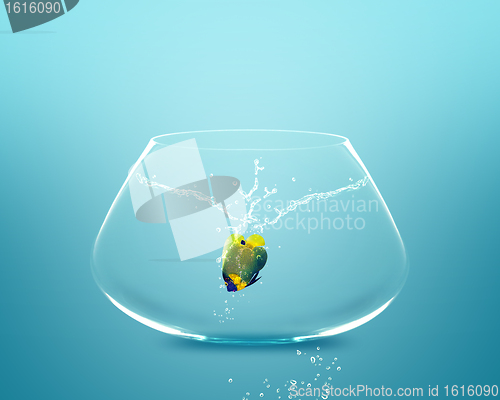Image of Anglefish jumping to Big bowl