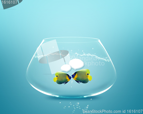 Image of angelfish faces as social network with speech bubbles.
