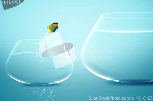 Image of Anglefish jumping into bigger fishbowl