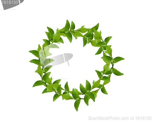 Image of Wreath from Green leaves
