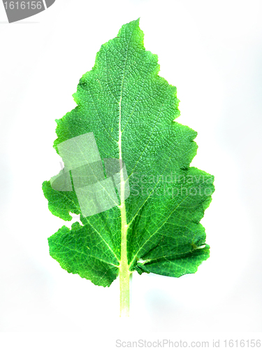 Image of Leaf of a plant close up