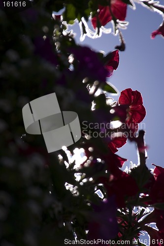 Image of Framed Flowers in Sihoutte