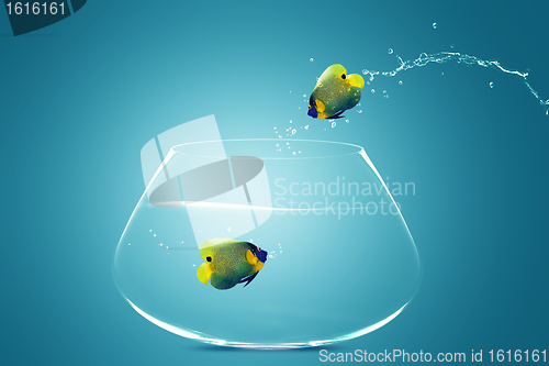 Image of Angelfish jumbing to other bowl