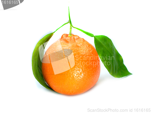Image of Fresh Orange