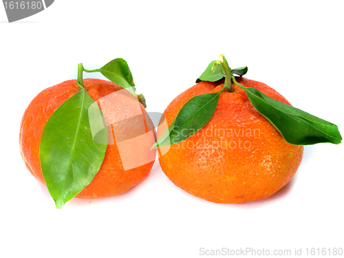 Image of Fresh Tangerine 