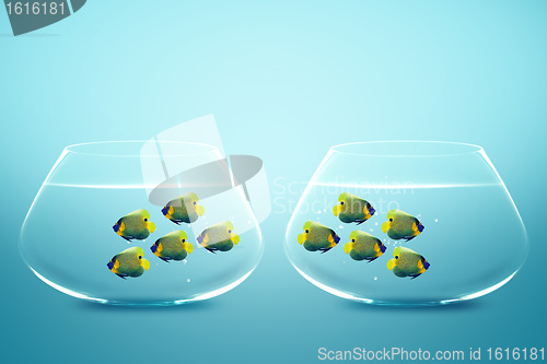 Image of Two group of Enemies angelfish in two fishbowls