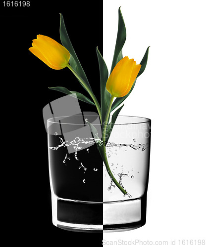 Image of Yellow Tulips and Water glass 