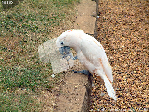 Image of parrot eating