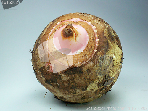 Image of Taro Root 