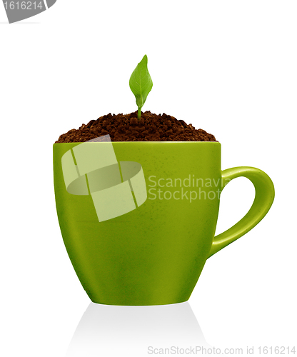 Image of Young plant growing in green mug