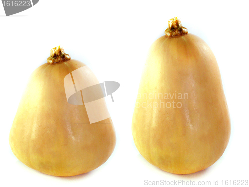 Image of butternut squash