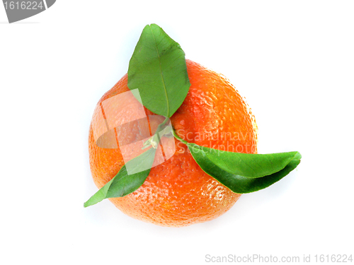 Image of Fresh Tangerine 