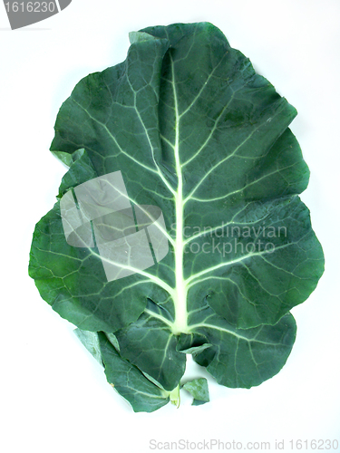 Image of leaf of  a broccoli