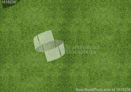 Image of green grassland texture