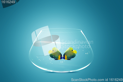 Image of Two Angelfish falling in love
