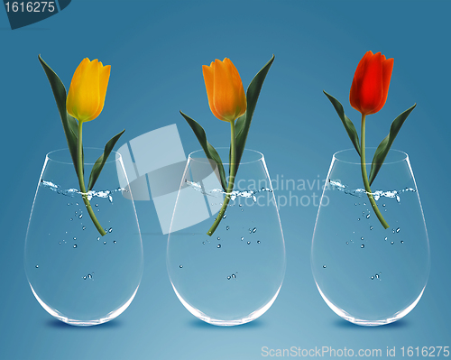 Image of Three colorful Tulips 
