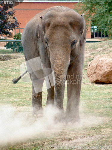 Image of elephant