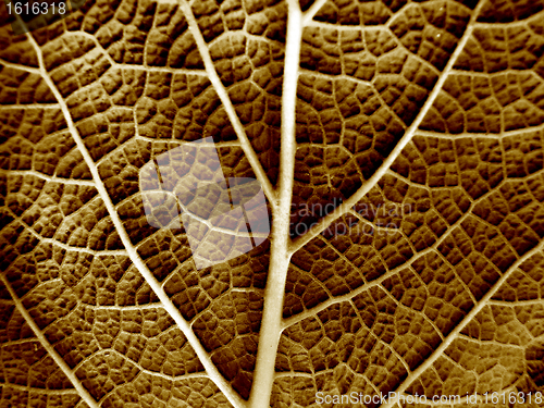 Image of Dry leaf of a plant close up