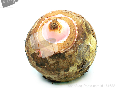 Image of Taro Root 