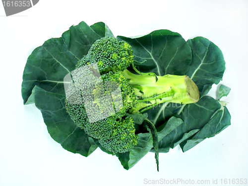 Image of leaf of  a broccoli