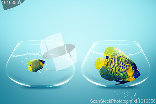 Image of Large and small angelfish