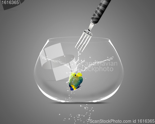 Image of Fork catch angelfish in fishbowl 