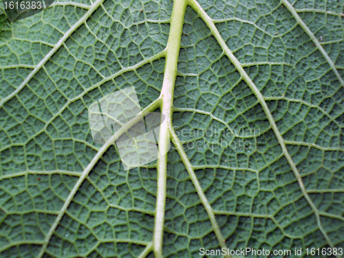 Image of Leaf of a plant close up
