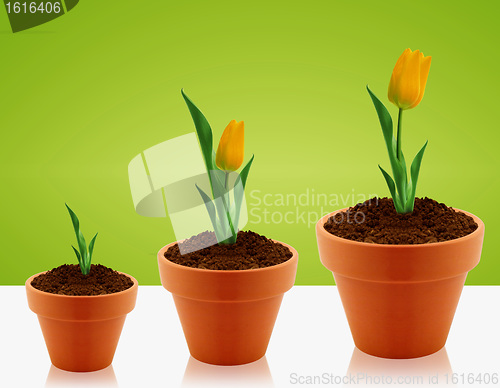 Image of Yellow Tulips growing