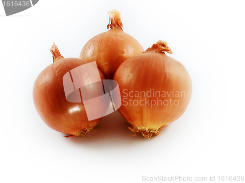 Image of bulbs of onion