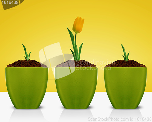 Image of Yellow Tulips growing