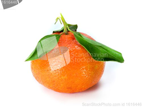 Image of Fresh Tangerine 