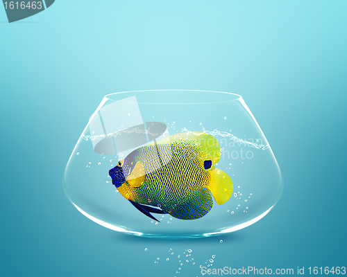 Image of angelfish in small bowl