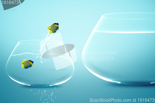Image of Anglefish in small fishbowl watching goldfish jump into large fi