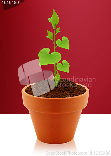 Image of heart shaped leaves