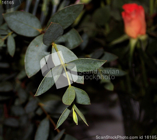 Image of eucalyptus twig