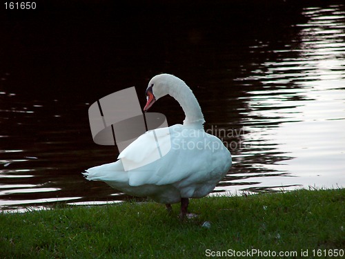 Image of Swan Contemplating Water