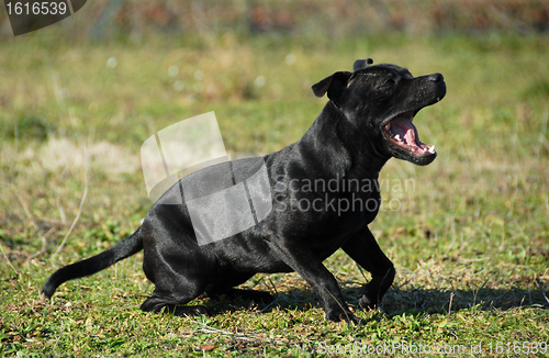 Image of yawning stafforsdshire bull terrier